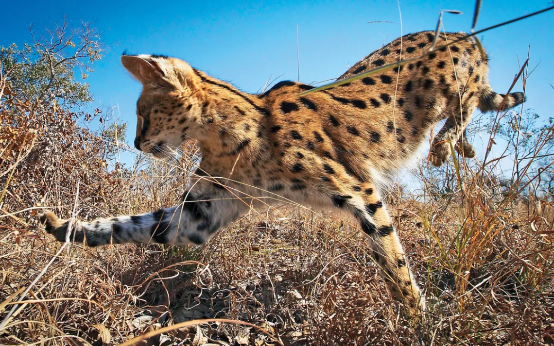 A serval cat in South Africa leaps three meters through the air to attack her rodent prey from above. She sports the largest ears and longest legs of any cat in the world relative to body size. | Photo by Chadden Hunter.