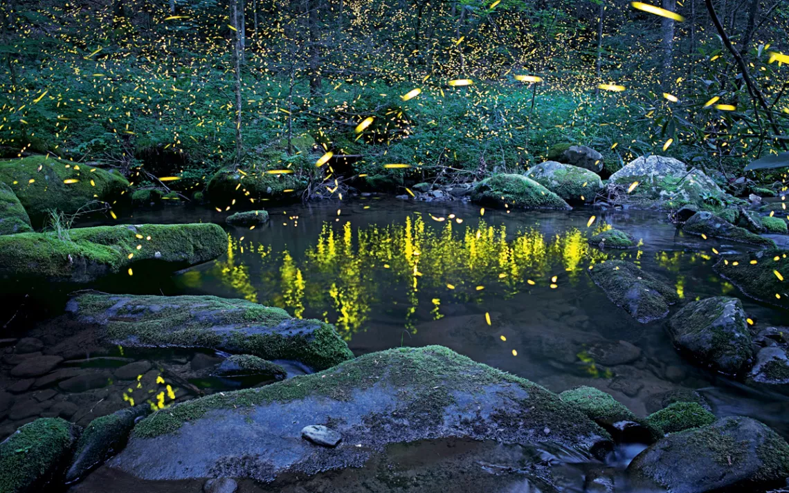 A display of rare synchronous fireflies in Tennessee's Great Smoky Mountains National Park