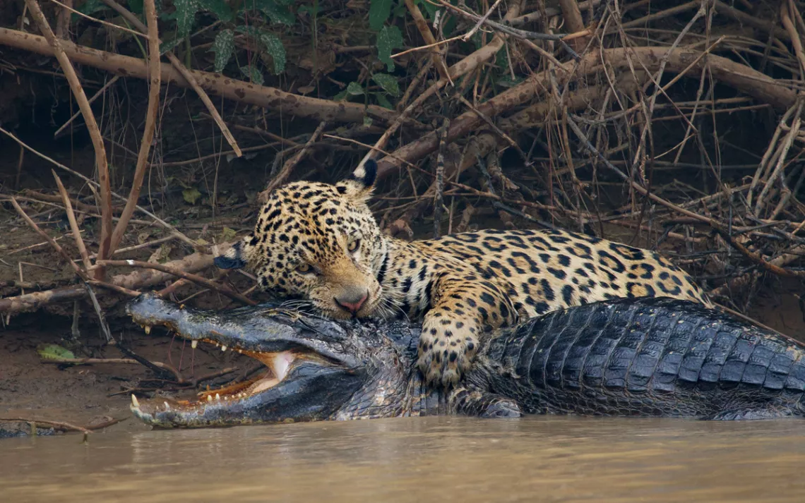 A jaguar bites the neck of a caiman on the bank of a river in Pantanal, Brazil.