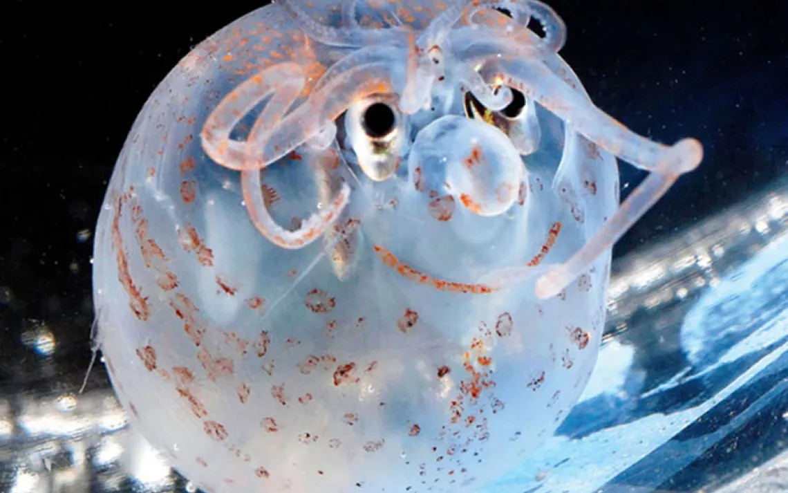 World's Cutest Squid