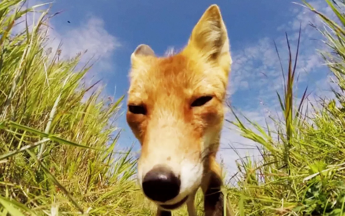 Fox Gnaws on GoPro in Round Island, Alaska