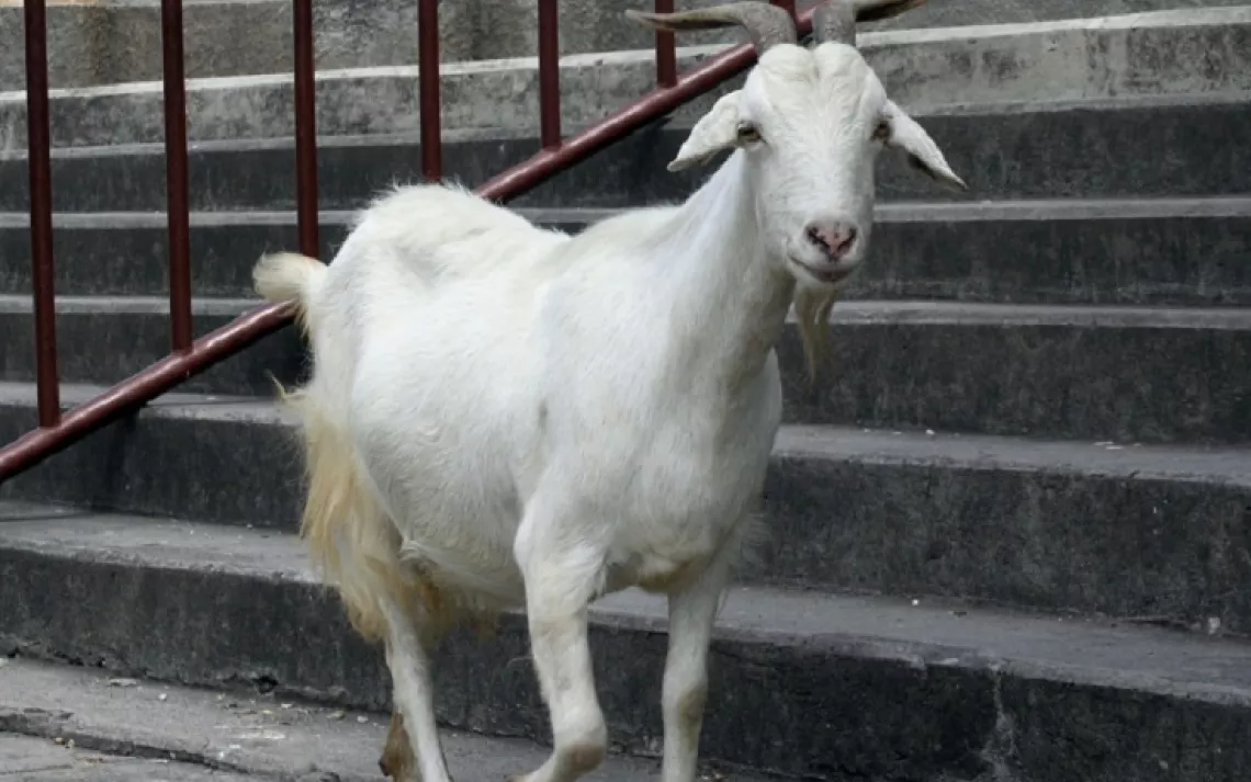 City Goat