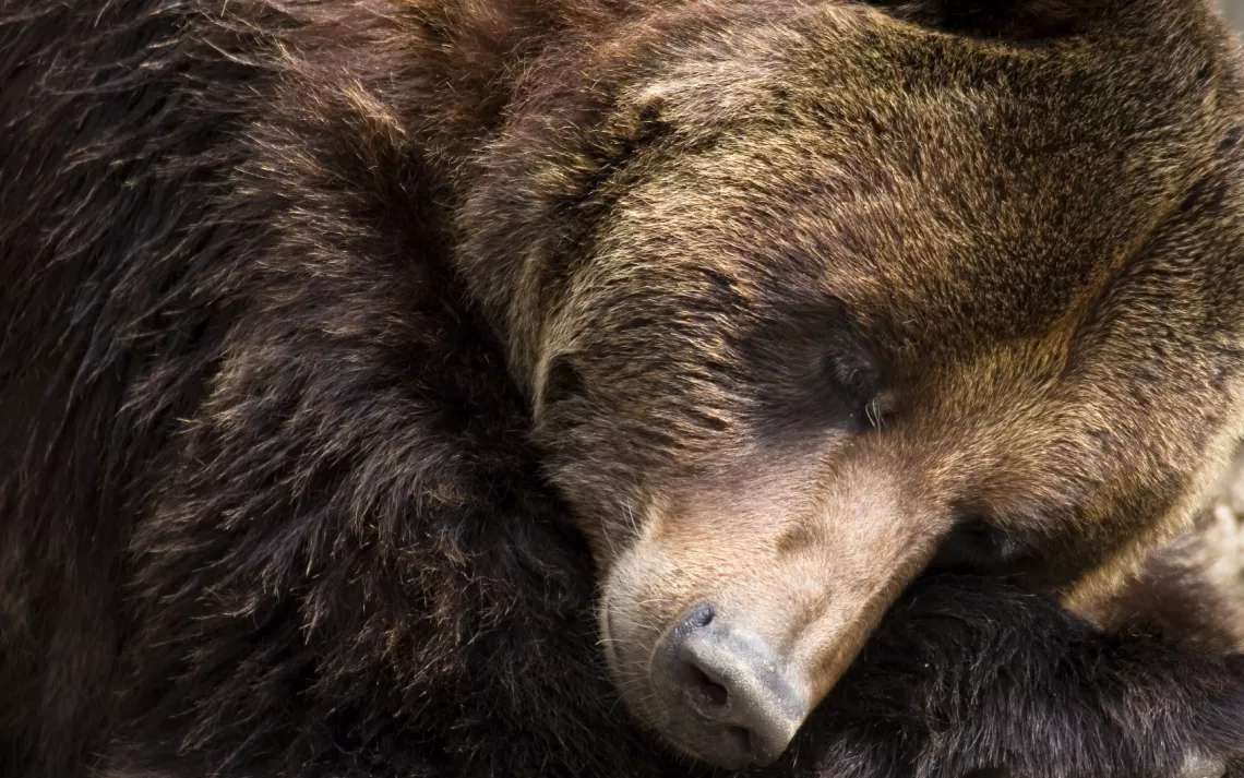 When you hear the word "hibernate," you think bears. In actuality, bears aren't true hibernators.