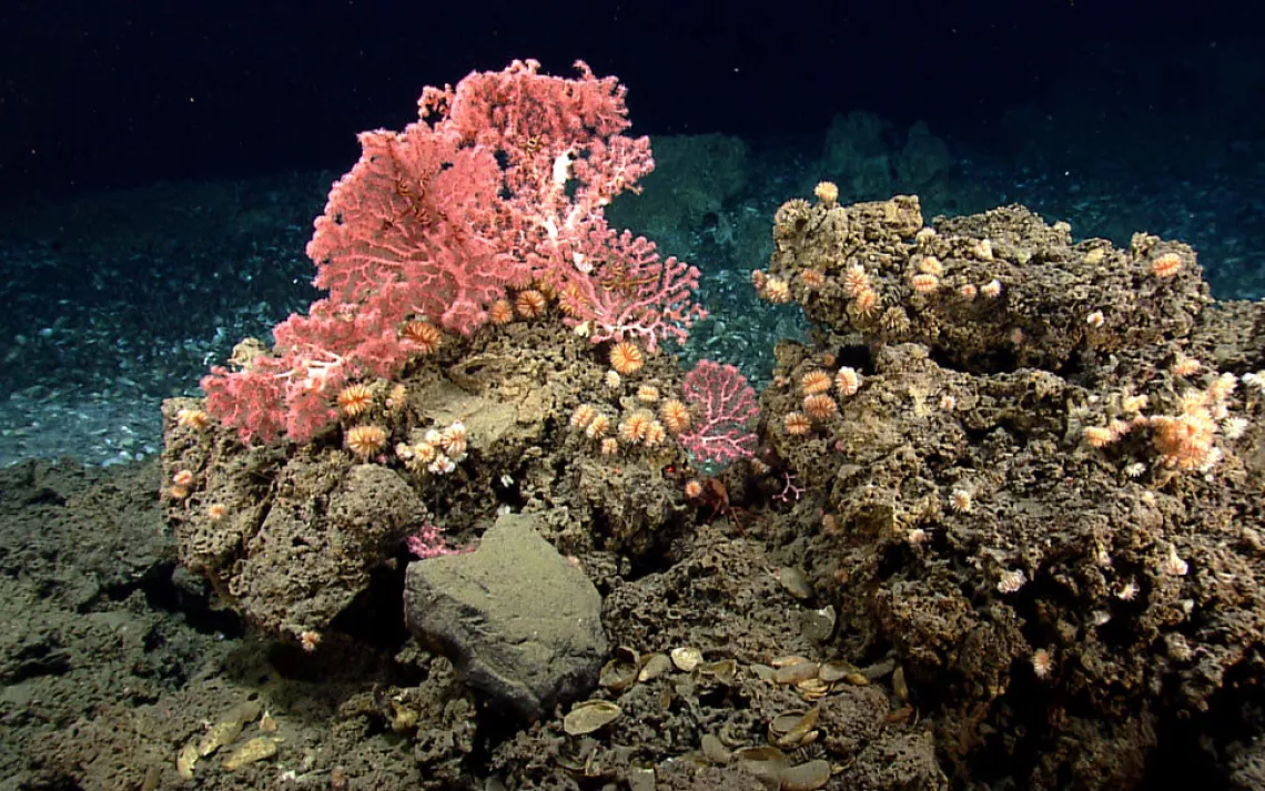 Cup corals and bubblegum corals