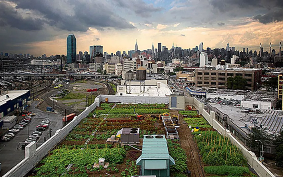 The view from Brooklyn Grange's rooftop garden. 