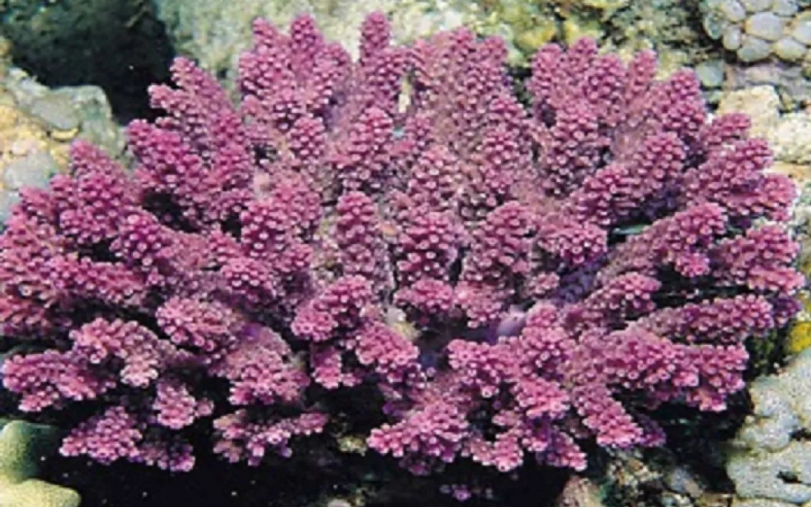 Acropora globiceps coral