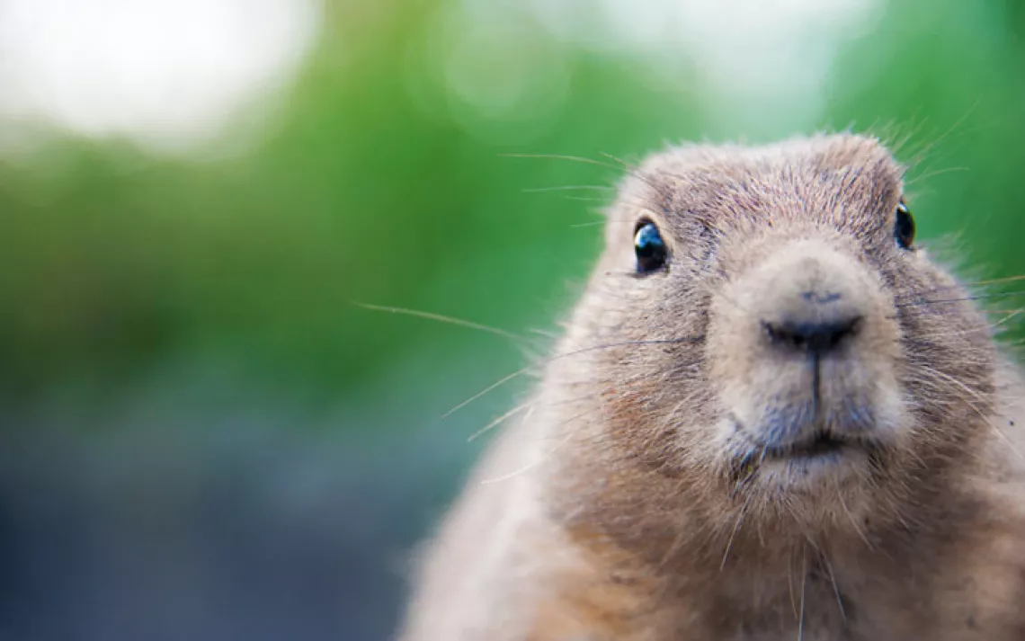Happy Groundhog's Day!