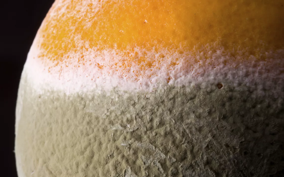 Powder mold on a decaying orange.