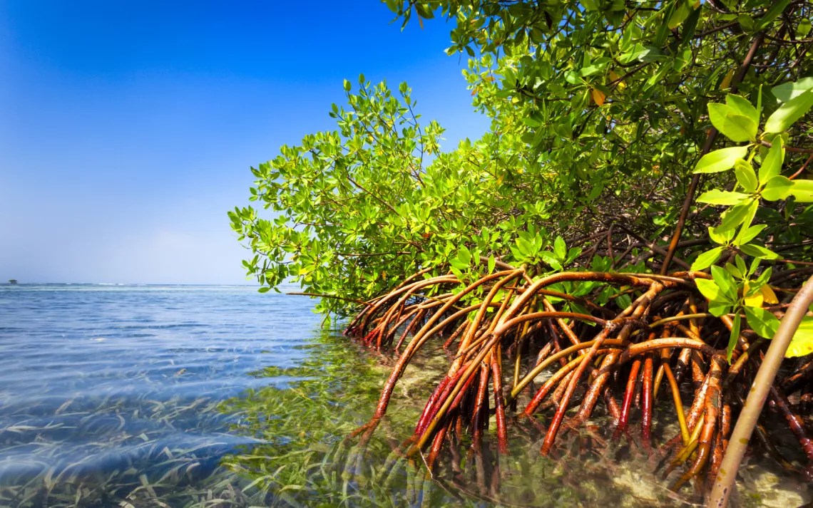 mangrove, roots, tropical, water, ocean
