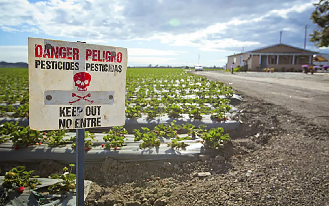 Warning signs bearing a skull and crossbones border the strawberry fields adjacent to the Rios family's home in Watsonville, California.