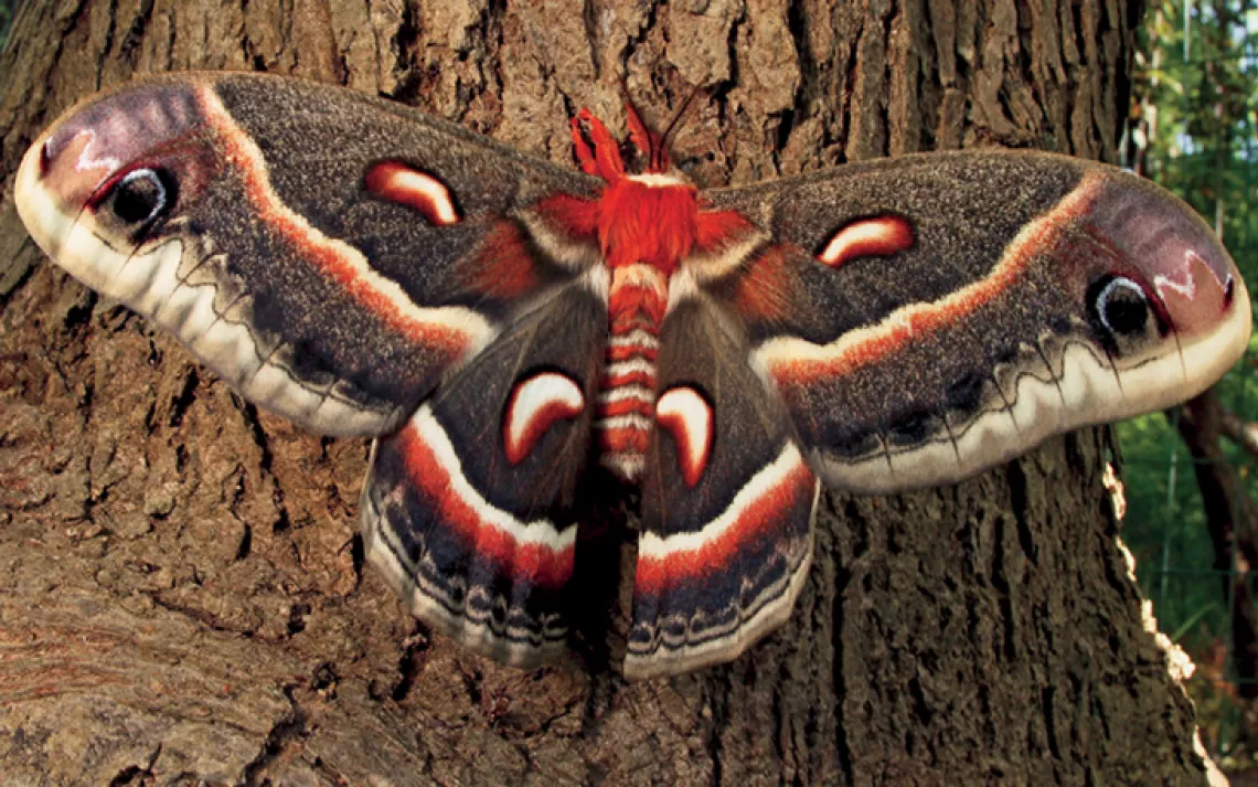 Hyalophora cecropia, the giant silk moth, is North America's largest.