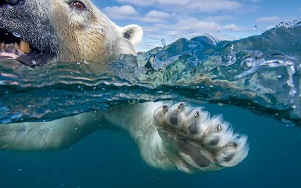 Polar bear swimming in Hudson Bay, Canada