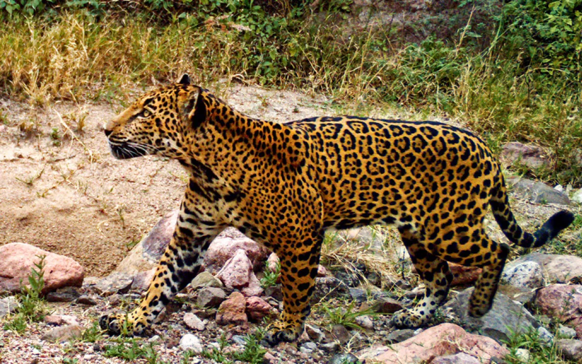 Jaguars are reappearing in the Southwest. A border wall would put an end to that.