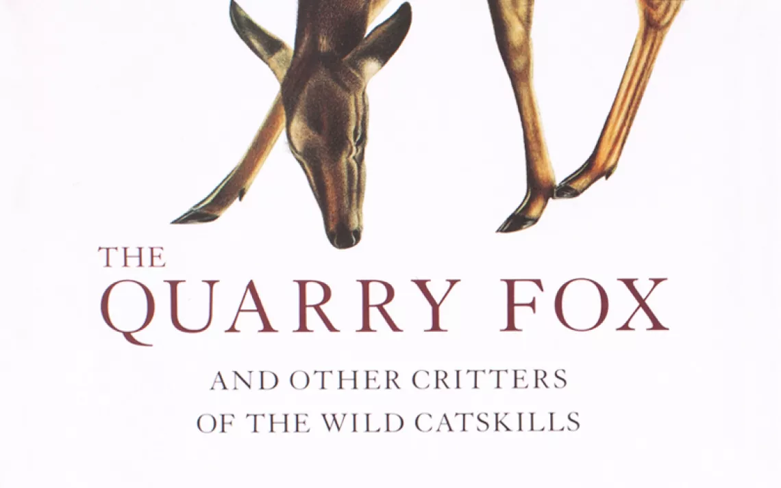 The Quarry Fox