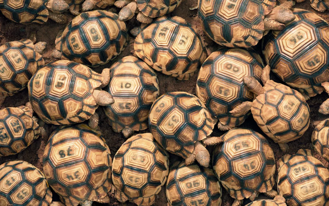 View above about 50 ploughshare tortoises. Their shells have two sets of two-digit numbers engraved in them.