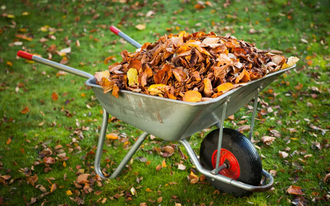 Don't throw out the leaves -- throw them in the compost!