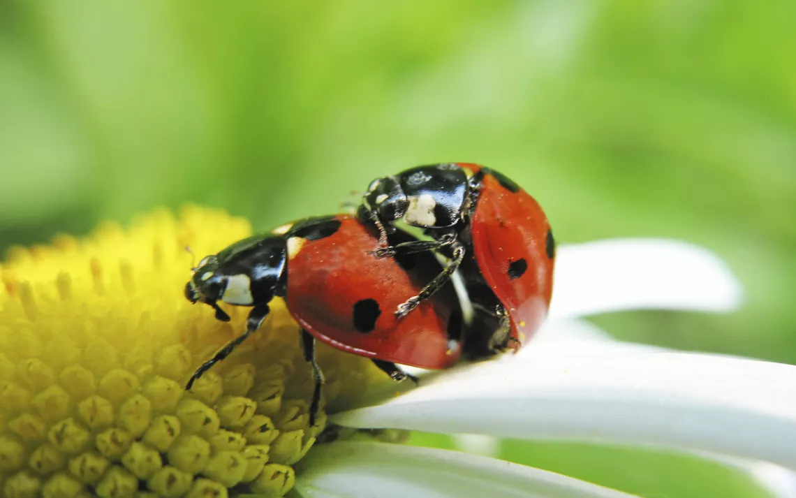 Ladybugs mating