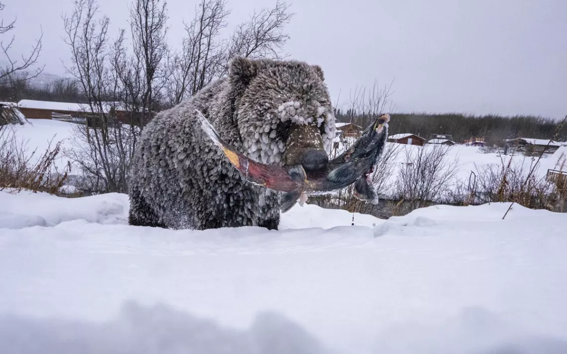 A snow-covered bear squatting in the snow with a salmon clutched in its mouth