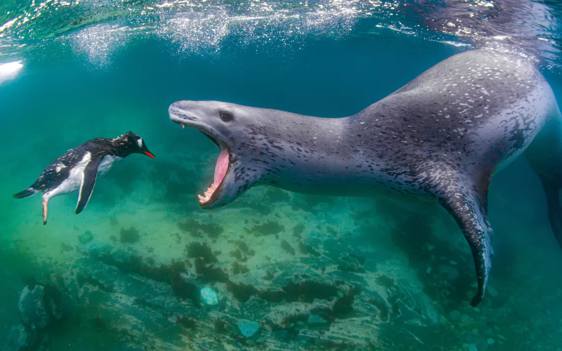 A tiny penguin and a very large leopard seal with an open mouth float facing each ohter in green water
