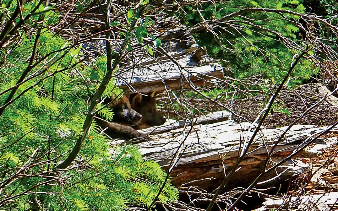 OR11 wolf, Walla Walla Pack, Oregon
