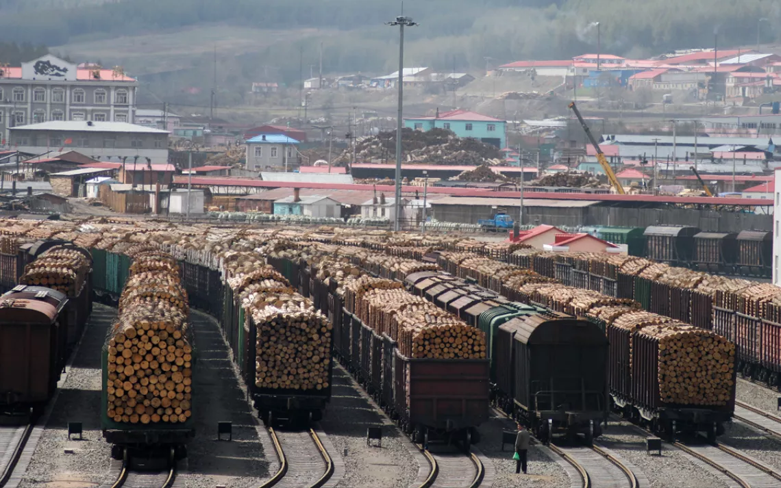 Most of the hardwood logged in the Russian Far East passes through the Chinese town of Suifenhe. Its rail yards are replete with illegal timber.