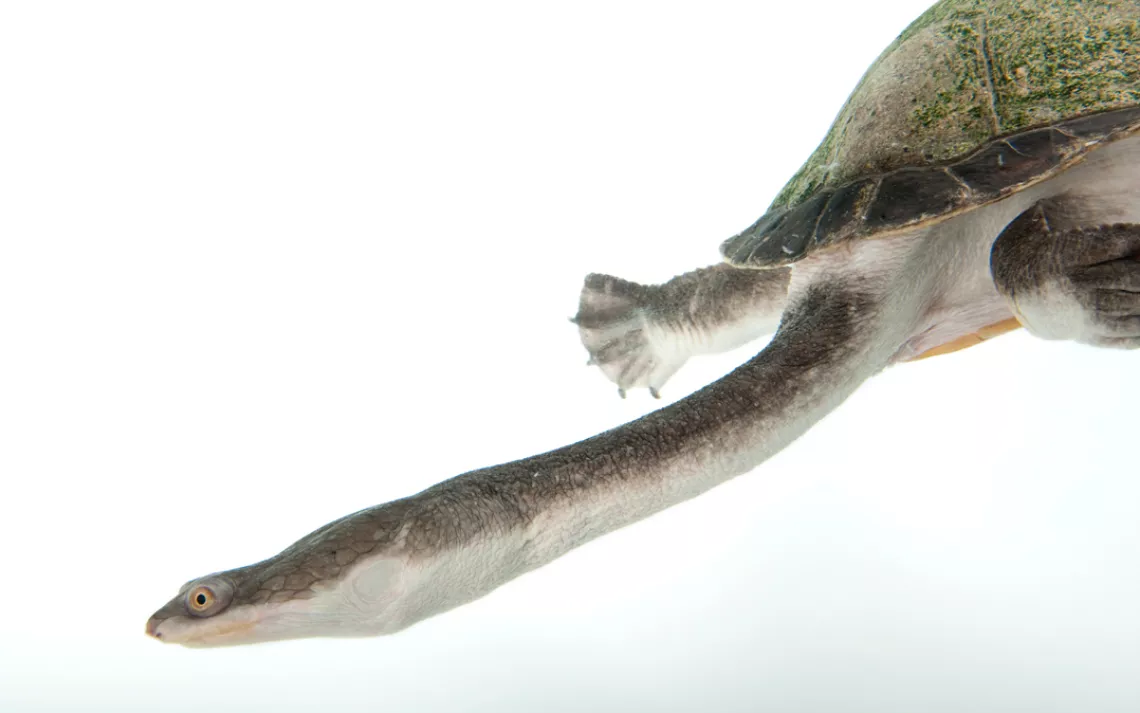 A giant snake-necked turtle (Chelodina expansa).