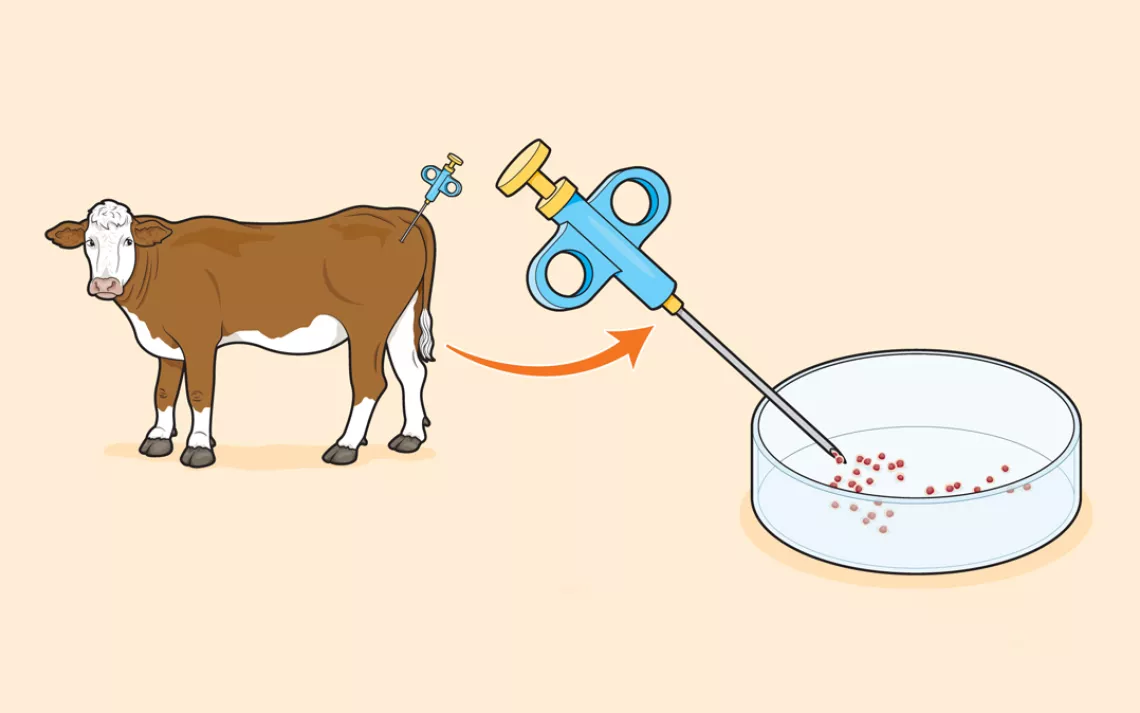 A scientist extracts muscle tissue from an adult cow.