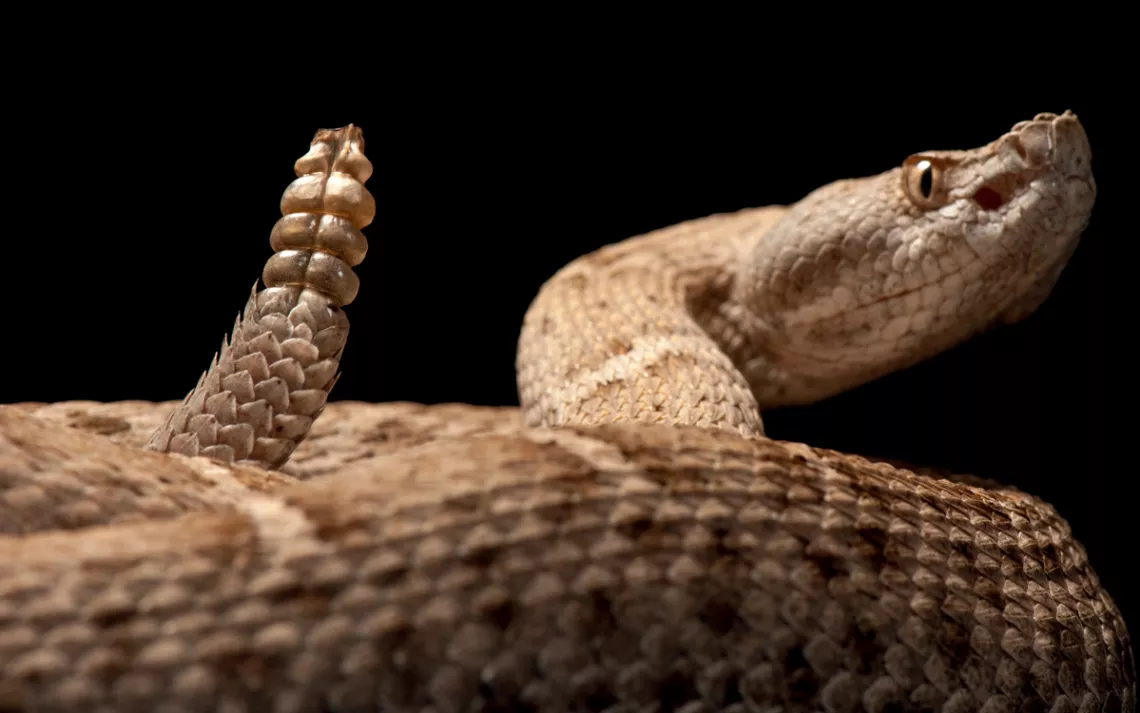 New Mexico ridge-nosed rattlesnake