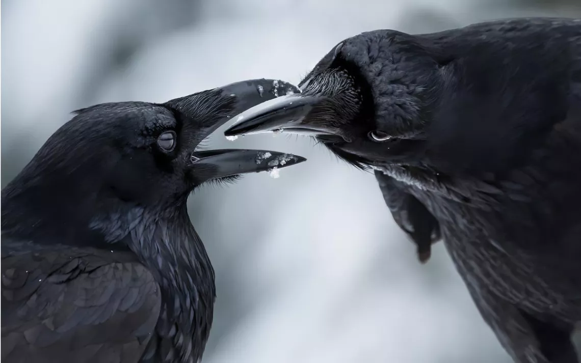 Extreme close-up of one raven passing a berry to the mouth of another.
