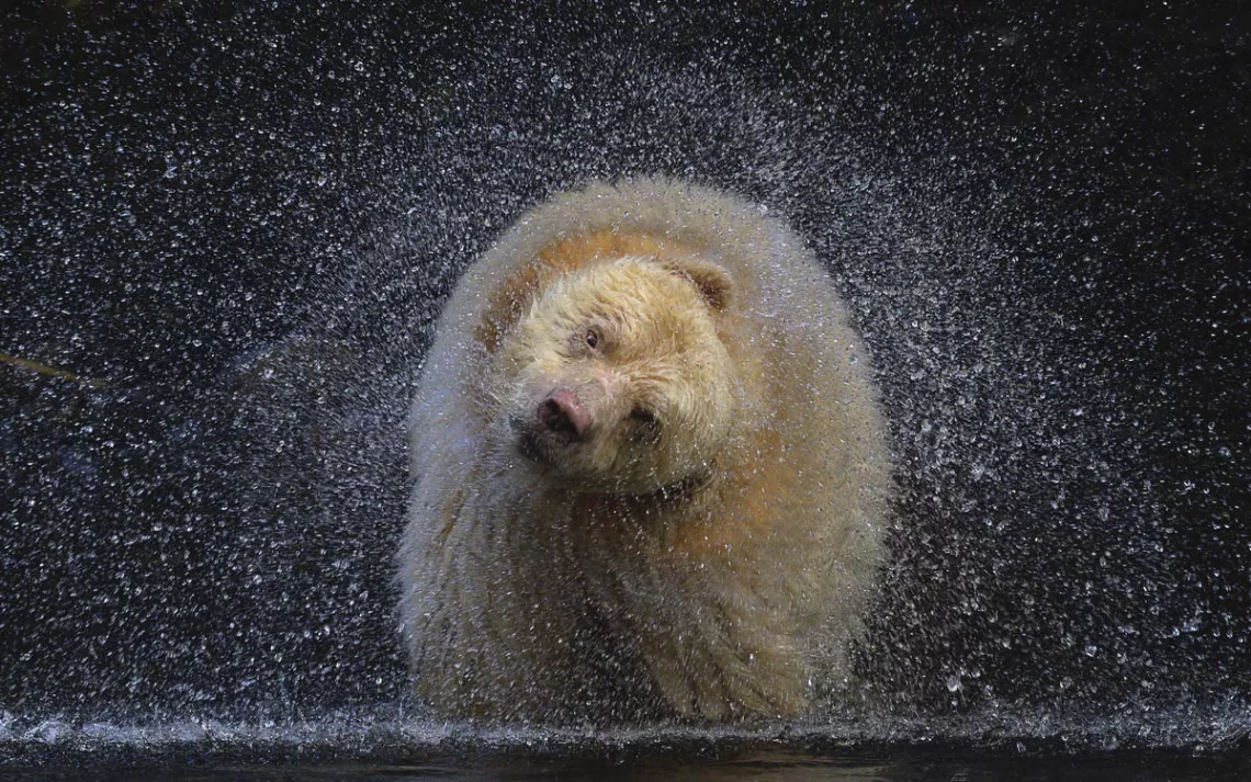 A pale cream-colored bear shaking its fur and standing in a river, droplets everywhere. 
