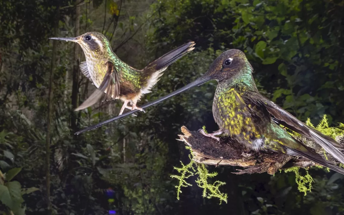 Two hummingbirds looking alertly off to the right against a green background.