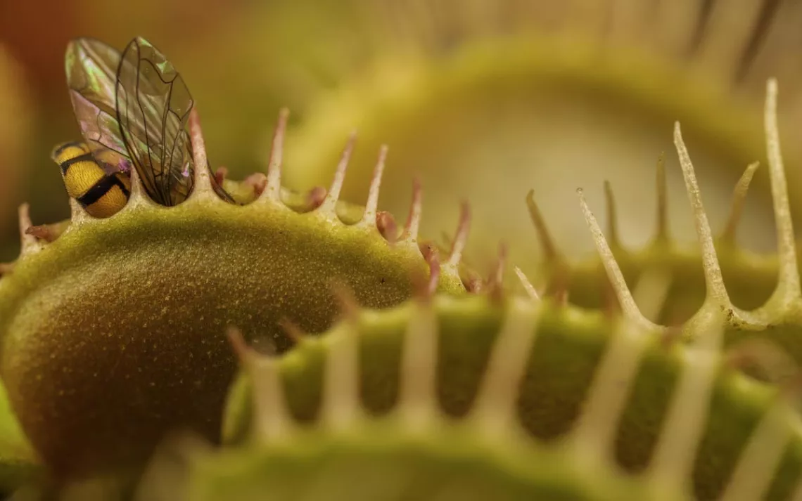 The butt of a hover fly peeking out of the jaws of a brilliant greenish yellow venus flytrap.