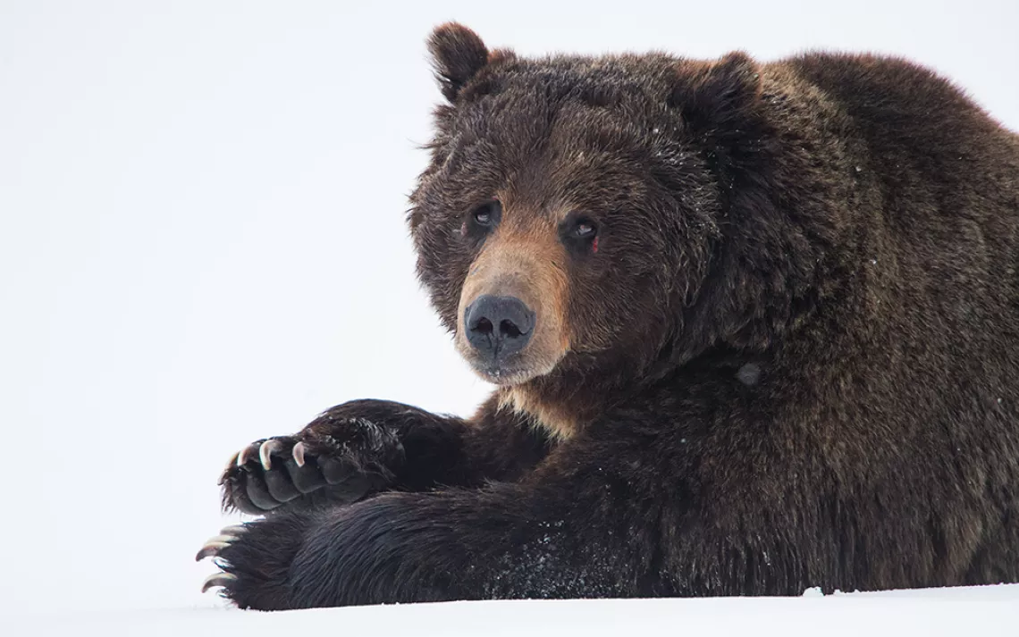 A large male grizzly in Yellowstone National Park
