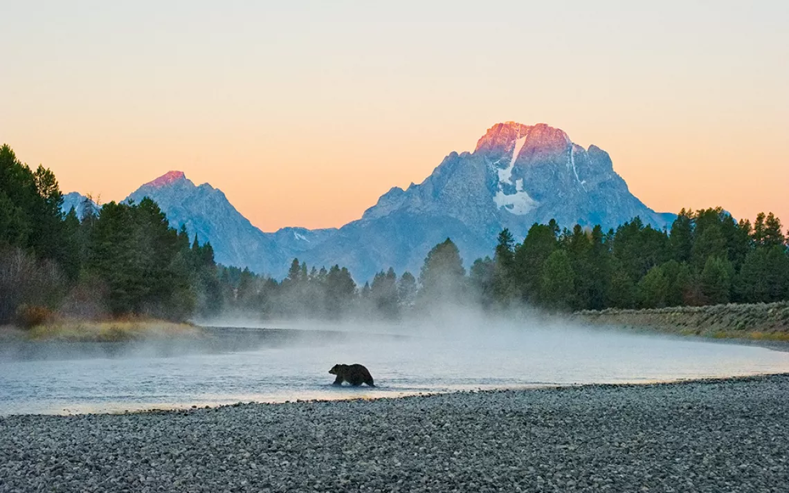 Grizzly 399 wades in the Snake River, Wyoming