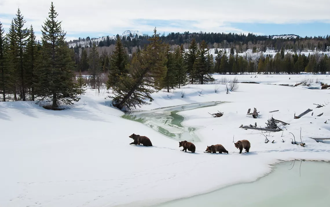 Grizzly family crosses the Snake River