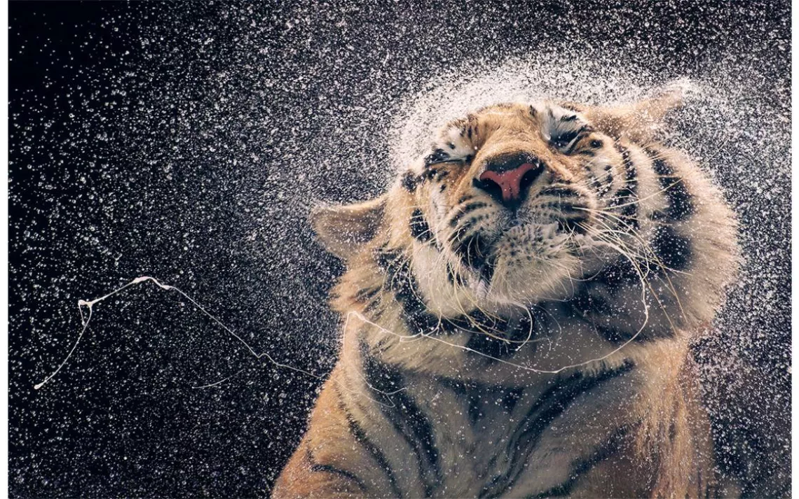 Bengal tiger shaking off water