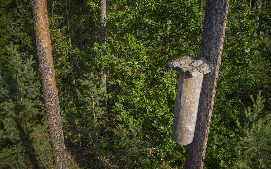 A piece of log fashioned into something that looks like a giant bird house, hanging on a tree in a green forest. 