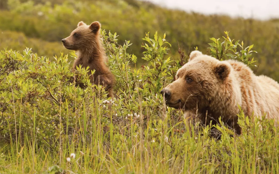 A grizzly mother and cub in Alaska.