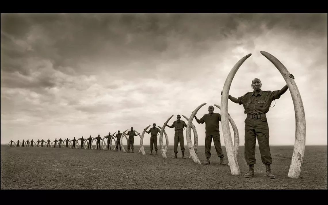 LINE OF RANGERS WITH TUSKS OF KILLED ELEPHANTS | AMBOSELI, KENYA, 2011