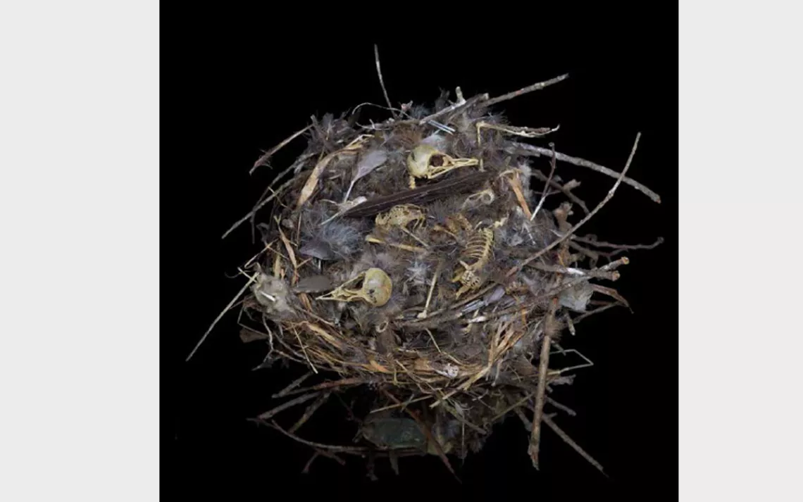 Young house wrens leave the nest roughly two weeks after hatching. 