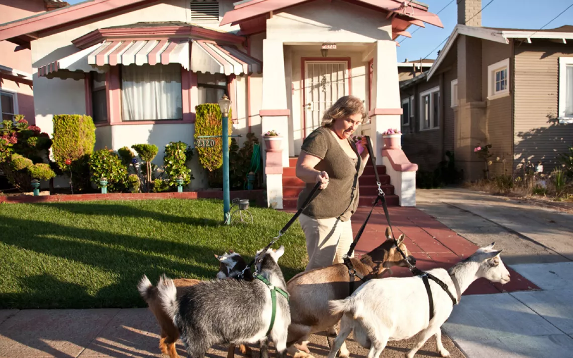 Urban farmer Kitty Sharkey often takes her four Nigerian dwarf goats for walks through her Oakland, California, neighborhood. 