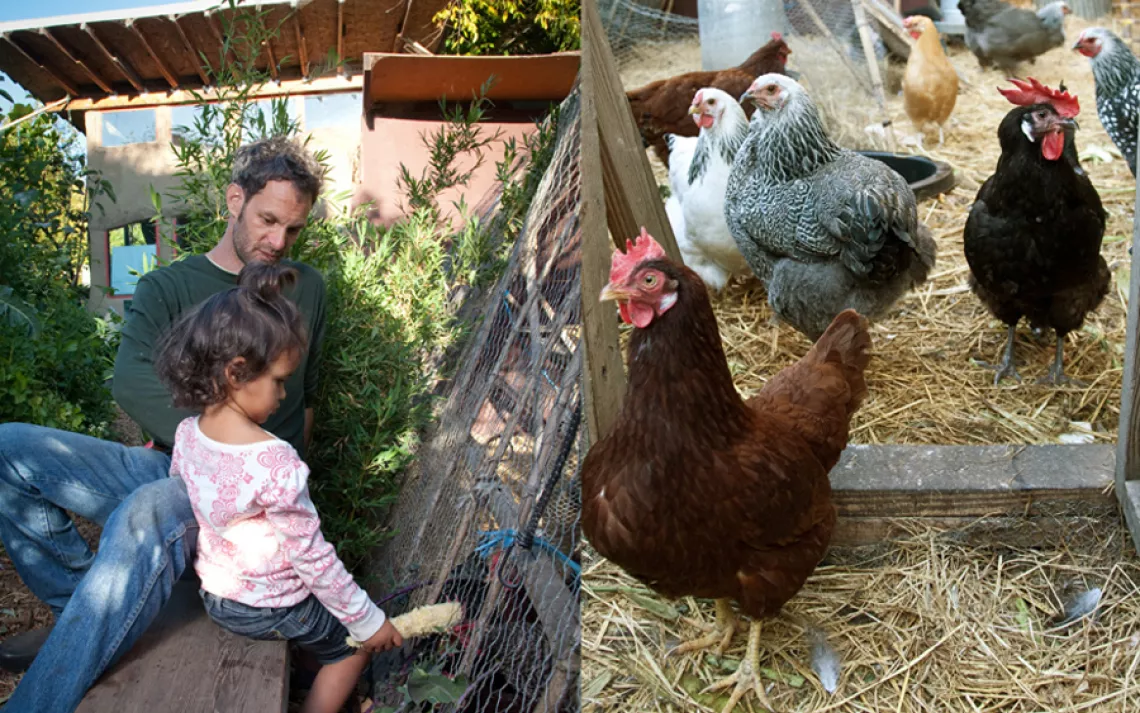 Christopher Shein's 6,500-square-foot backyard farm in Berkeley, California, is home to 30 chickens and ducks.