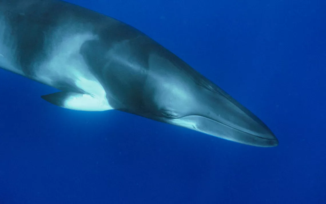 Dwarf minke whale