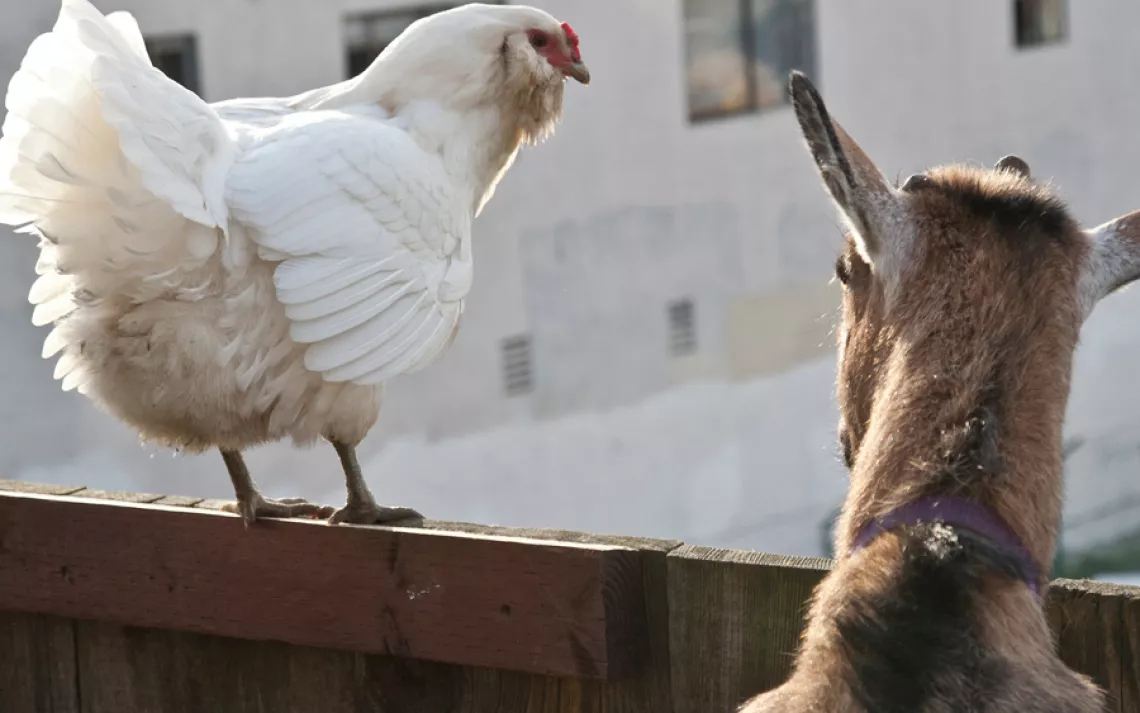 Heidi Kooy's chicken and goat enjoy the view from their backyard pen in San Francisco.