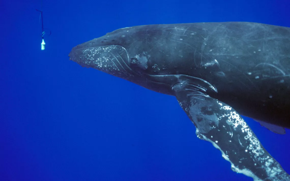 A humpback whale meets a hydrophone, in Maui, Hawaii.