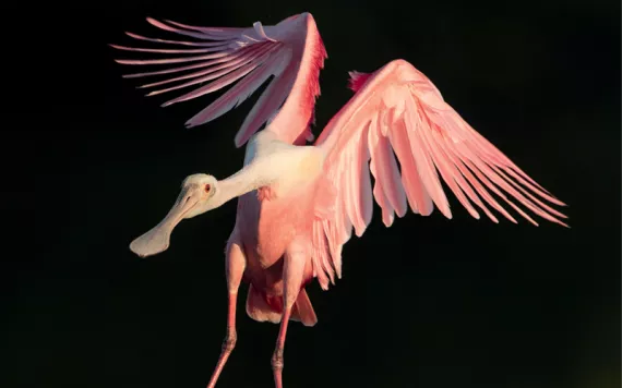 A pink roseate spoonbill is descending from the air against a black background.