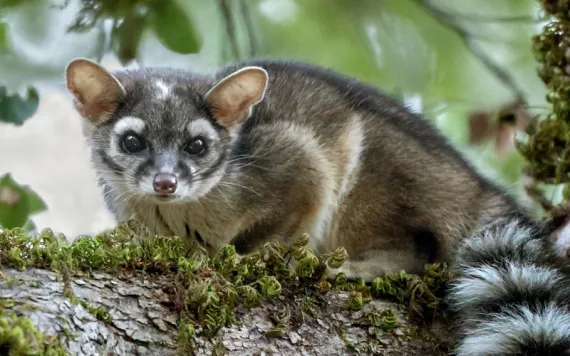  A gray and black ringtail sits on a mossy tree branch with its tail dangling.