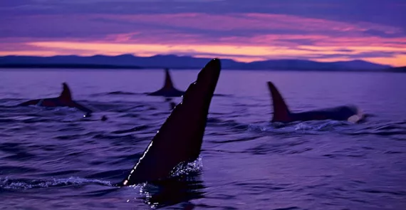 Orcas in Haro Strait