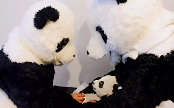 At a research center in China's Wolong National Nature Reserve, scientists wear panda costumes to try to reduce human influence on a four-month-old cub before it's released into the wild.