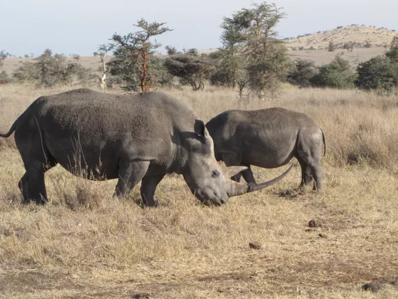 Black rhinos tempt poachers with their valuable horns.